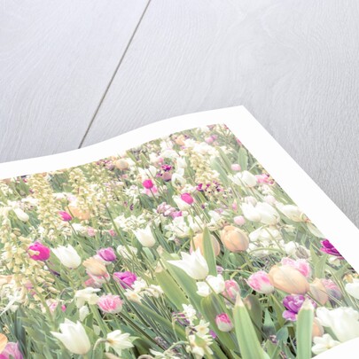 Colorful Tulip flowers by Assaf Frank